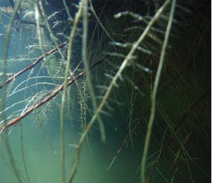 Amélioration de la qualité de l'eau Amélioration de la qualité de l'eau