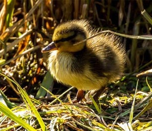Un refuge pour les oiseaux Un refuge pour les oiseaux